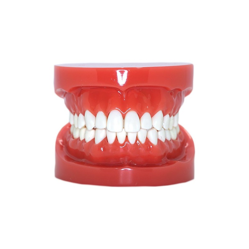 Typodont Urethane Teeth Model
