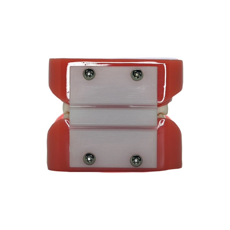 Typodont Urethane Teeth Model Typodont Urethane Teeth Model