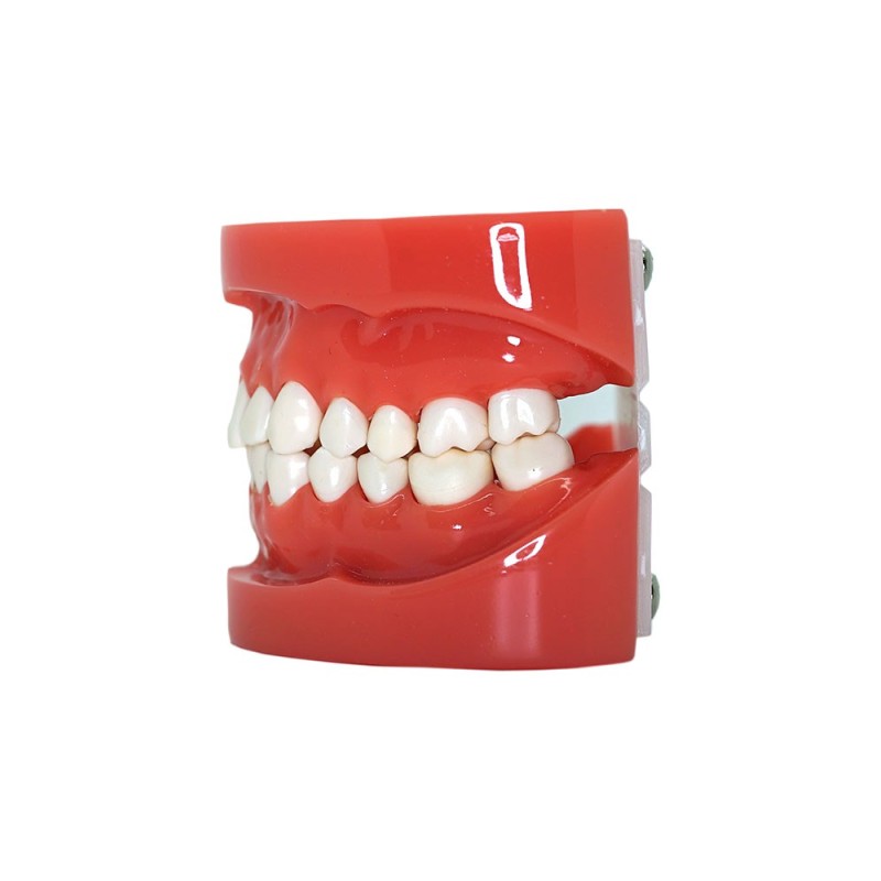 Typodont Urethane Teeth Model Typodont Urethane Teeth Model